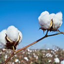 Cotton
